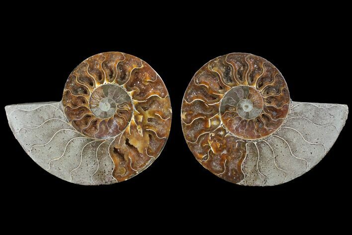 Bargain, Cut & Polished Ammonite Fossil - Agatized Fossil #88054